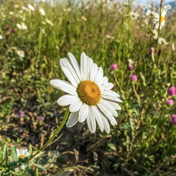 Beautiful summer flowers.