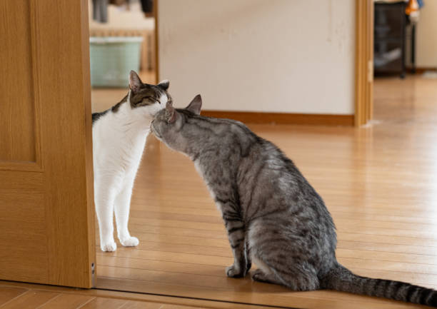istock Two cats with their faces close together 2162232357