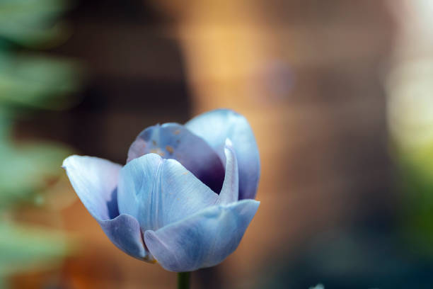 Blue tulip flower on blurred bokeh background. Closeup.