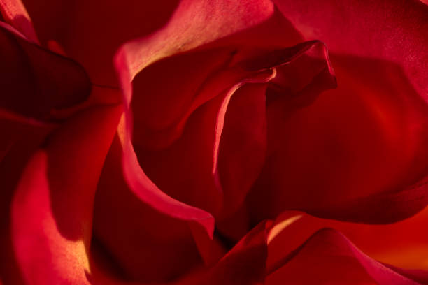 Soft red petals of blooming red rose flower. Macro image , selective focus.