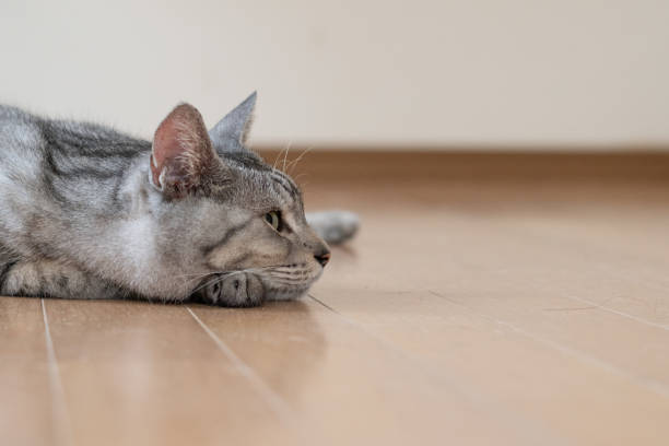istock The gaze of a lying cat 2162232666