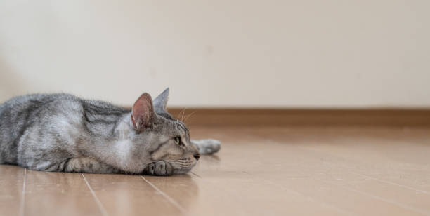 istock The gaze of a lying cat 2162232683