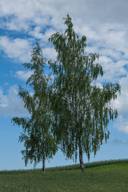 istock Two beautiful birch trees in field. 2162232788