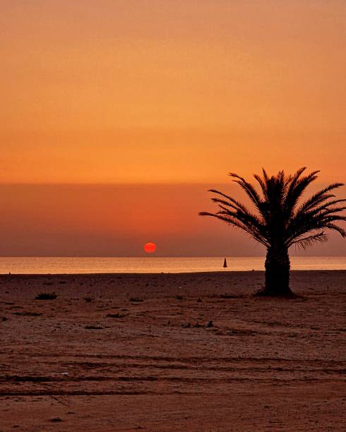 istock The Bird of a sun 2162234415