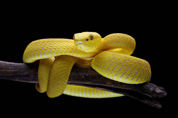 istock Yellow White-lipped Pit Viper isolated on black background 2162236573