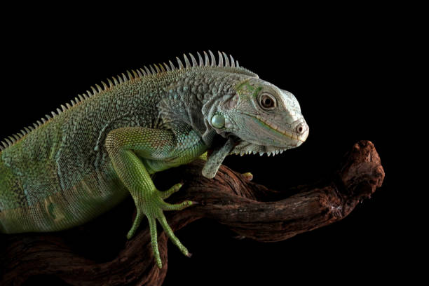 istock Green iguana isolated on black 2162236588