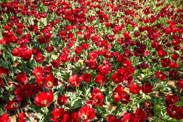 Tulip flowers to nature