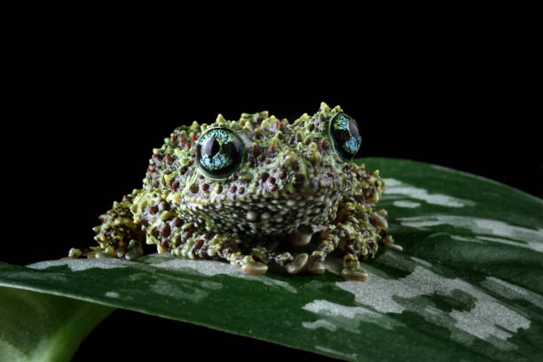 istock Vietnamese mossy frog on a leaves 2162236635