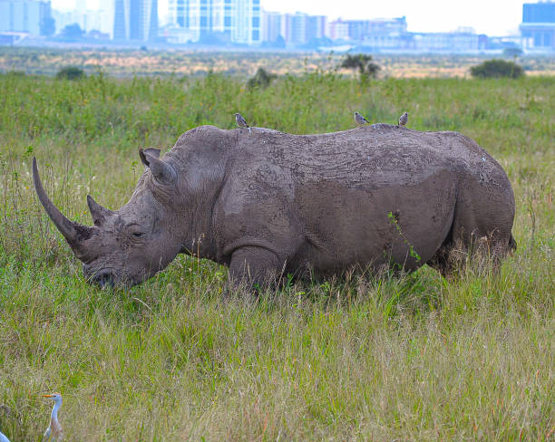 istock Nairobi National Park 2162238132