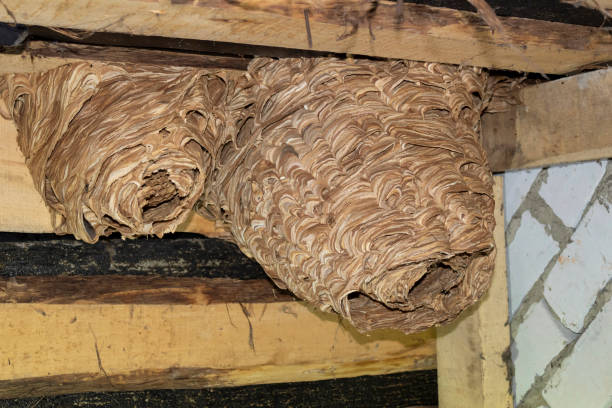 istock The hornets built two nests under the roof 2162238459