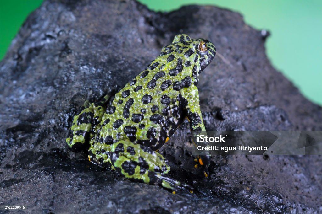 Toad Breating Oriental Fire Bellied Toad Fire Belly Small Toad Stock Photo - Download ...