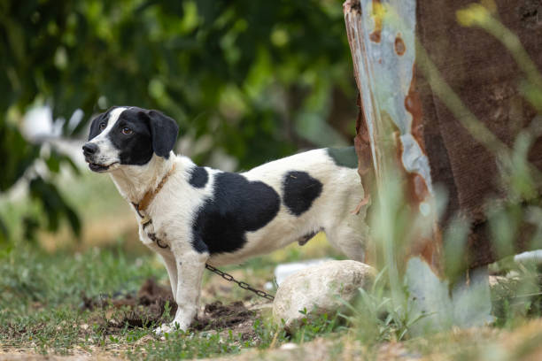a cute single dog looking at the camera