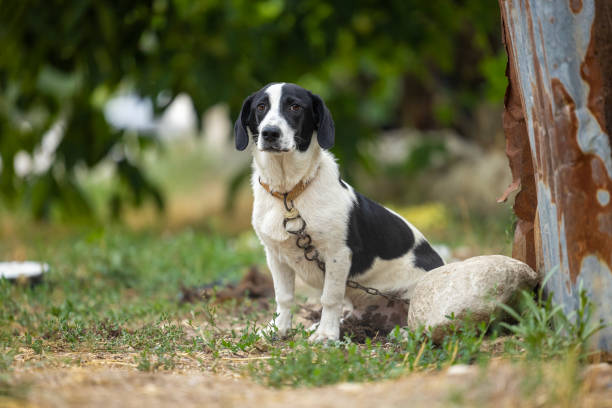 a cute single dog looking at the camera