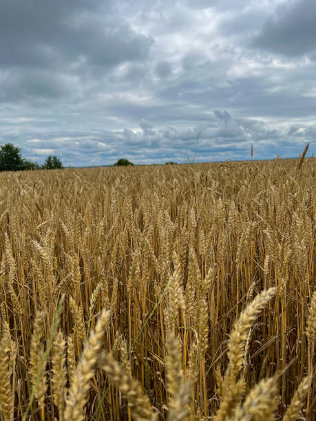 In Feld 50+ Wheat Feld Stock Photos, Pictures & Royalty-Free Images - iStock