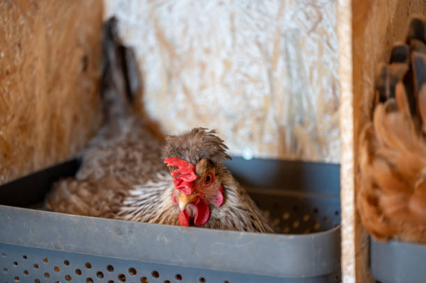 istock Hen indoor lays eggs for self catering 2162242803