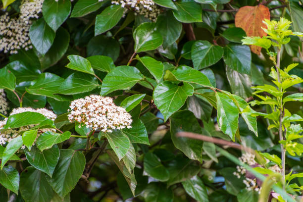 istock Blooming White Flowers Among Lush Greenery 2162243108
