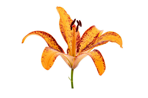 Orange isolated lily flower on a white background