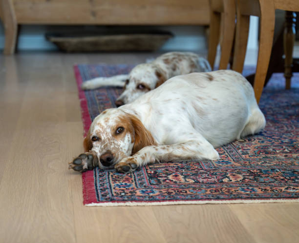 istock English Setters resting on the floor, Vestfold Norway 2162249404