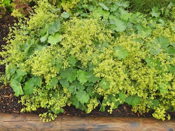 istock Alchemilla Mollis 2162252744