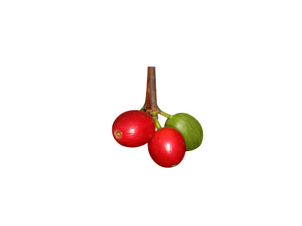 istock Coffea arabica fruits 2162252850
