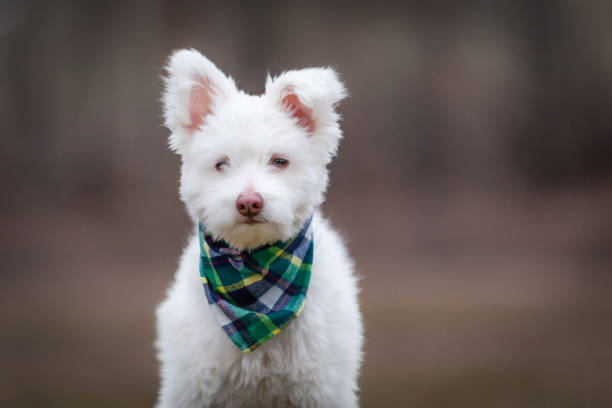 istock White Fluffy Dog in Grass 2162254182