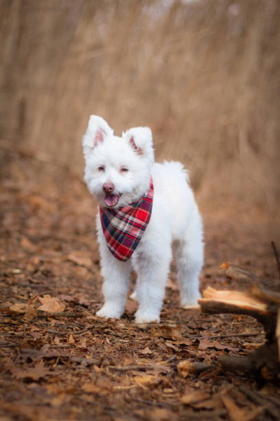 istock White Fluffy Dog in Woods 2162254283