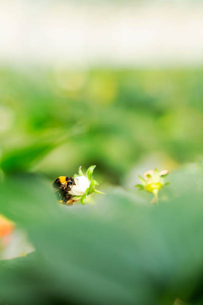 istock Selective focus of a bumble bee among green leaves 2162254471