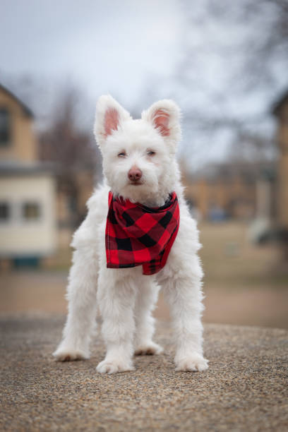 istock White Fluffy Dog with Bandanna 2162254521