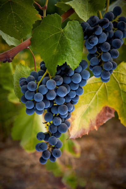 Ripe Grapes ready for Harvest