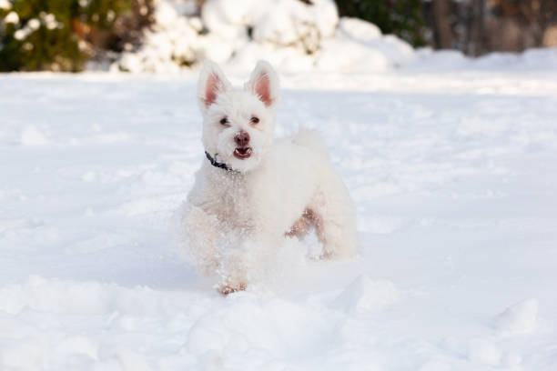 A white, fluffy dog runs and plays in the snow
