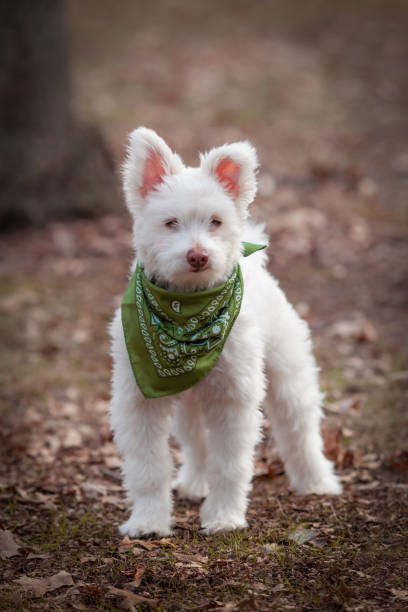 istock White Dog with Green Bandanna 2162255061