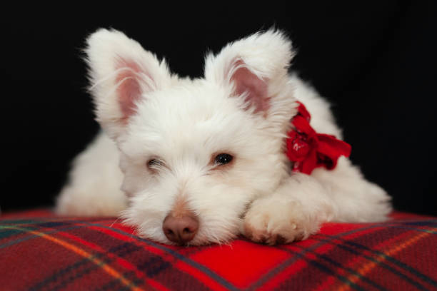West Highland White Terrier dog in autumn forest.