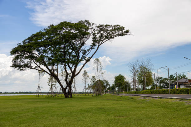 A view of a sweeping green lawn with large trees beautifully complementing the white clouds and blue sky as a backdrop in a public park in a Thai province.