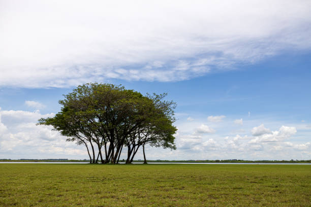istock A view of a sweeping green lawn with large trees beautifully. 2162255656