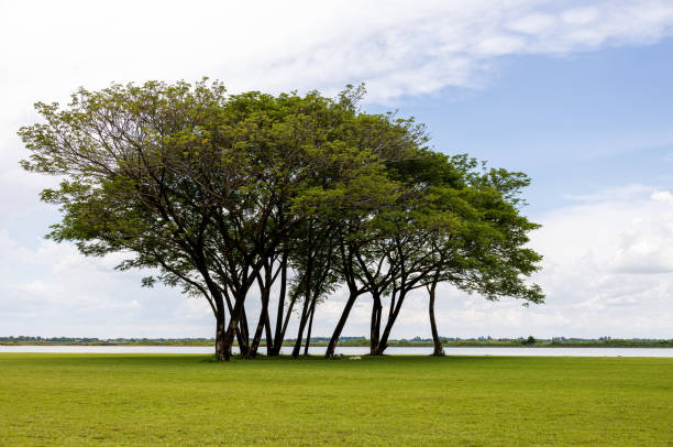 istock A view of a sweeping green lawn with large trees beautifully. 2162255673