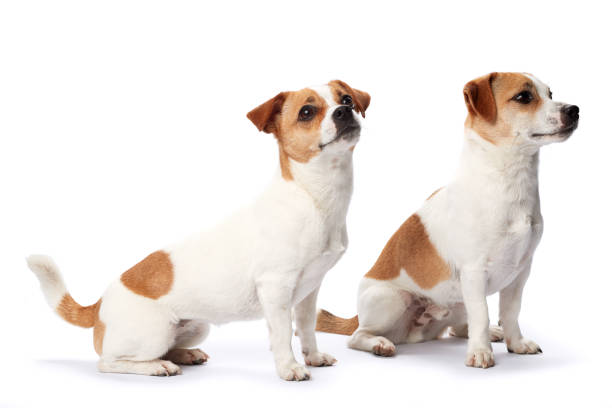 istock Twin Jack Russell isolated on white 2162255888