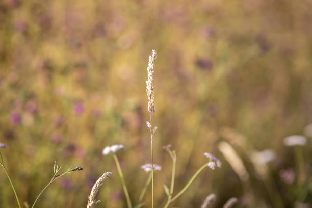 A close up of a grass seed head in a meadow in the South Downs, with a shallow depth of field