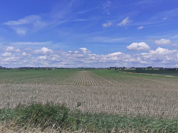 istock a corn field with little plants and a deep blue sky above 2162256243