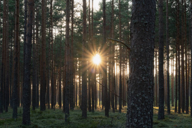 istock Pine forest during sunset, the sun's rays pass near the trees. 2162257582