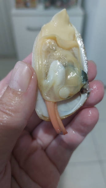 istock Close-up of fresh raw shellfish in a hand 2162258556