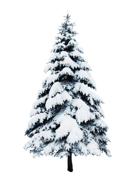 istock Christmas fir tree  covered with snow isolated. 2162259010