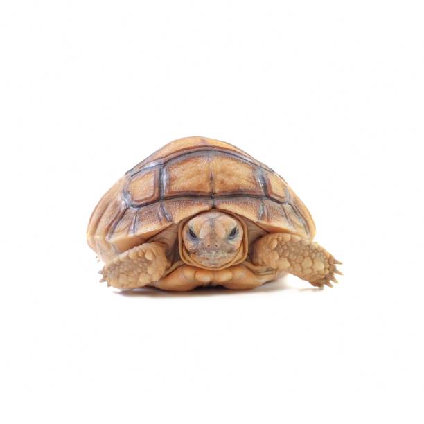 istock The sulkata newborn turtle isolated on white background. 2162259495