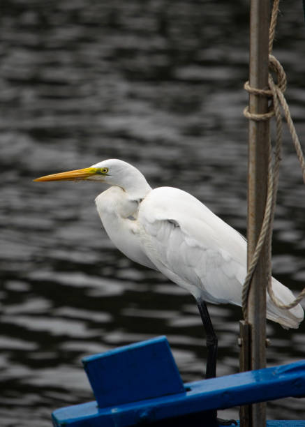 istock Bird on the boat 2162260804