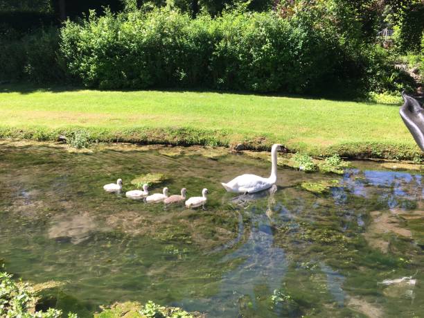 istock Swan family 2162261626