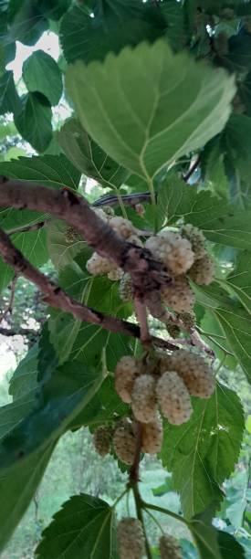 istock White Mulberry berries on tree branches. organic fruit 2162262468