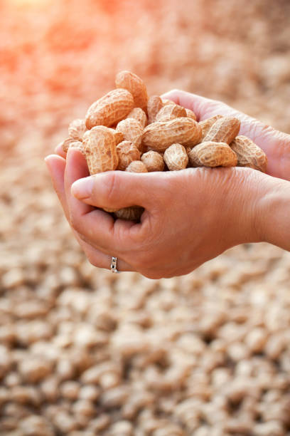 istock Holding peanuts in the harvest season 2162262684