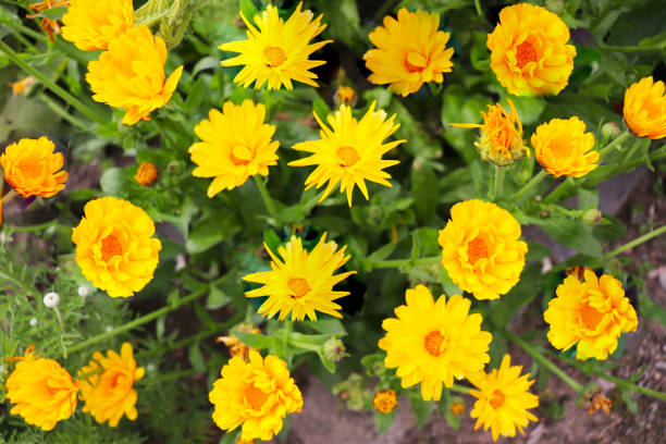 medicinal calendula flowers among green grass