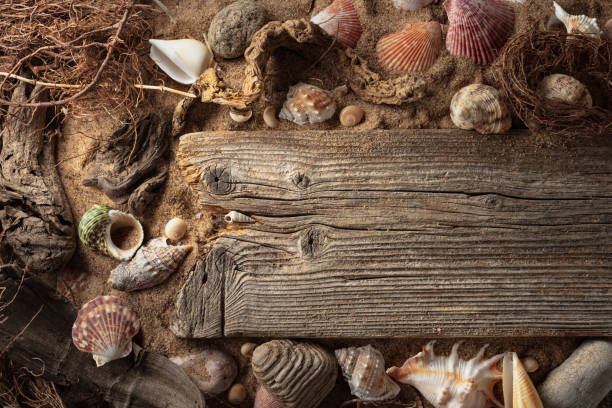 istock Beach themed background with driftwoods, shells, stones, and sand. 2162267253