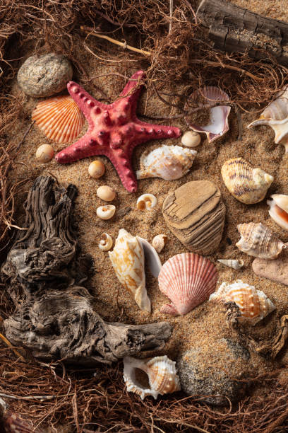 istock Beach themed background with snags, shells, stones, and sand. 2162267259