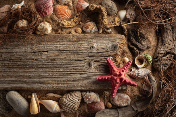 istock Beach themed background with driftwoods, shells, stones, and sand. 2162267260